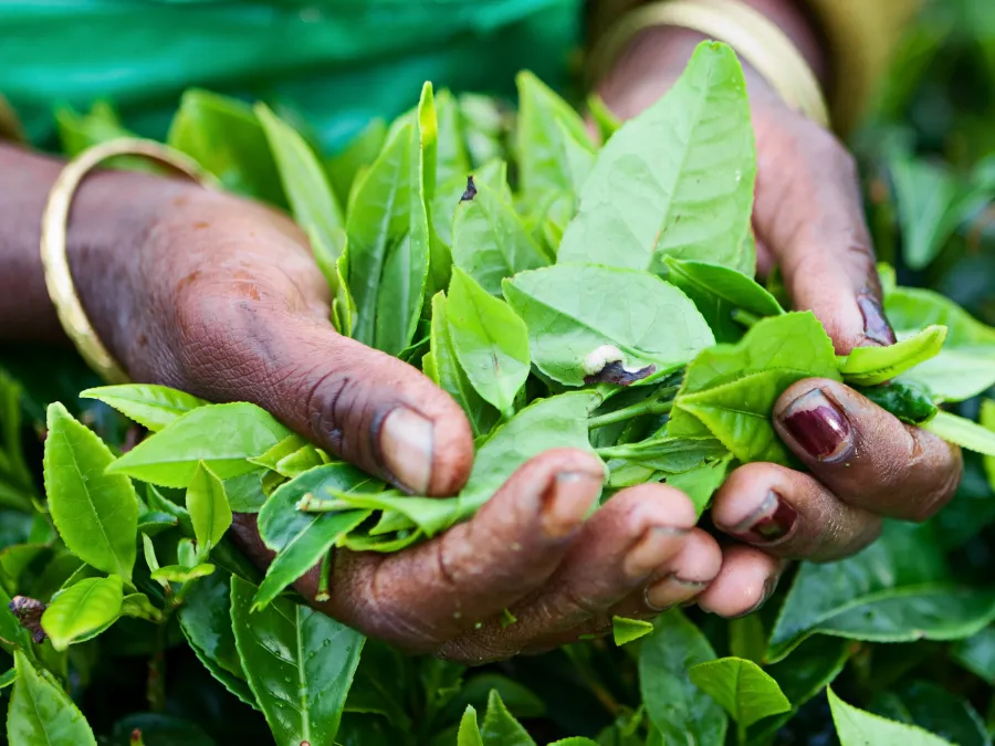 Tea Picking Experience